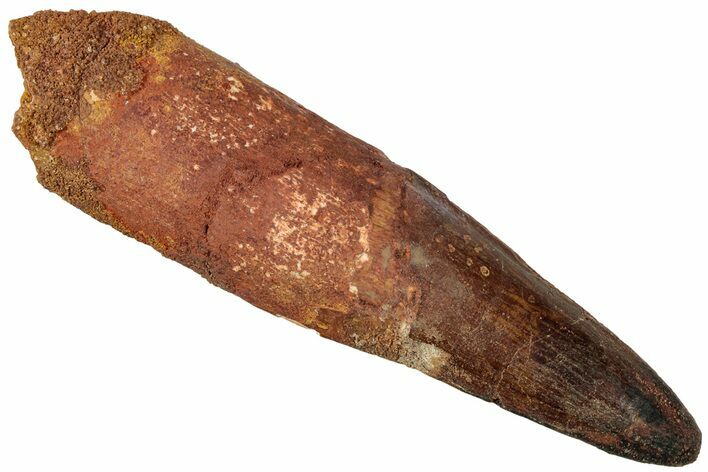 Bargain, Fossil Spinosaurus Tooth - Real Dinosaur Tooth #311316